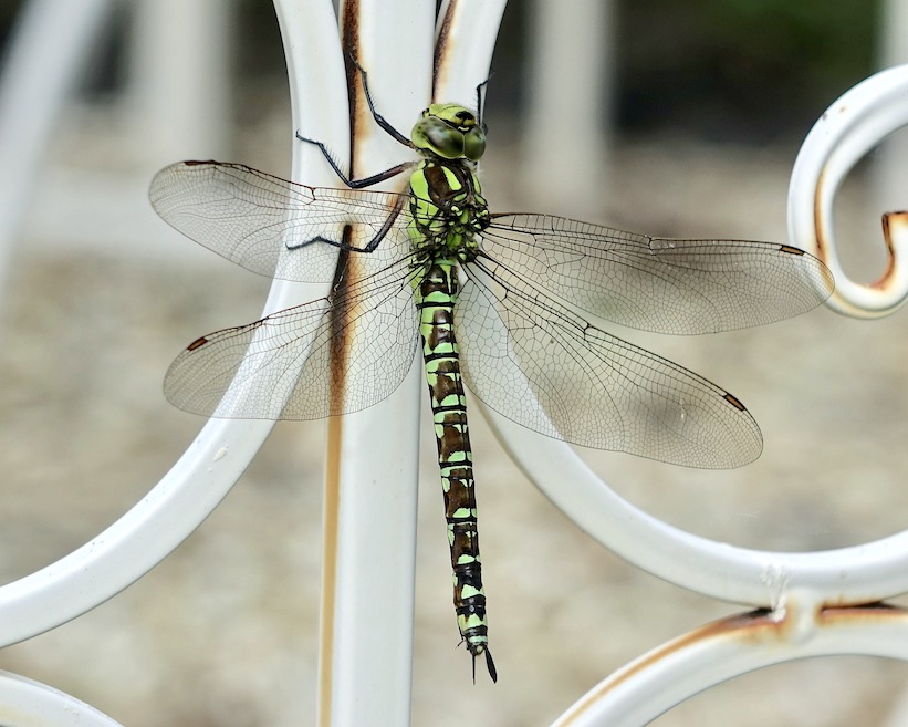 southern hawker